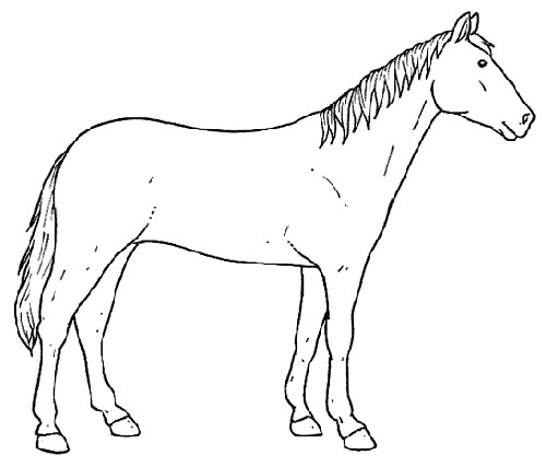 Desenhos de Cavalos para colorir