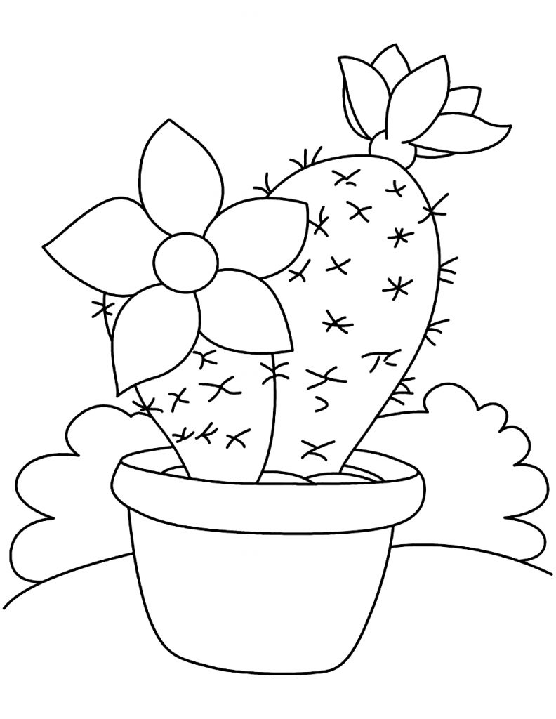 Riscos e Desenhos  Desenhos de Cactus e Suculentas